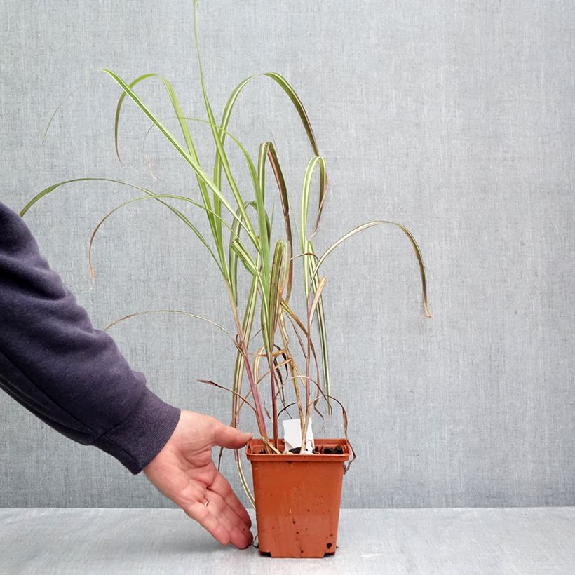 Exemplaar van Miscanthus sinensis Cabaret - Prachtriet Pot van 1 l/1,5 l zoals geleverd in de herfst