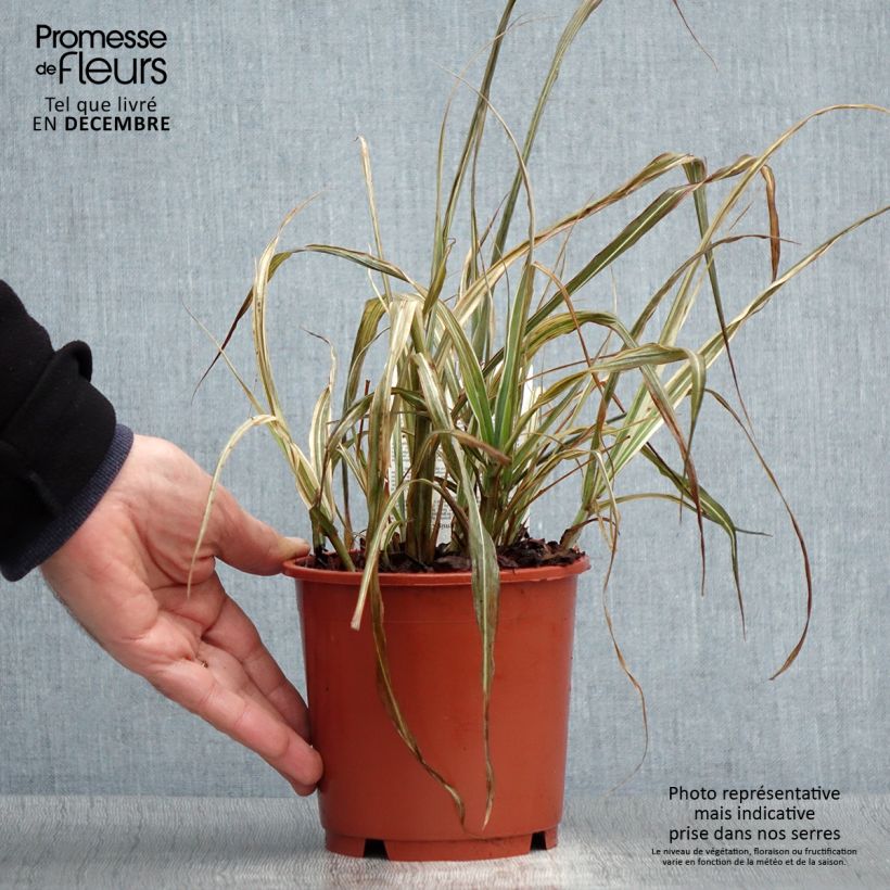 Example of Miscanthus sinensis Cabaret - Prachtriet Pot van 1 l/1,5 l as you get in hiver