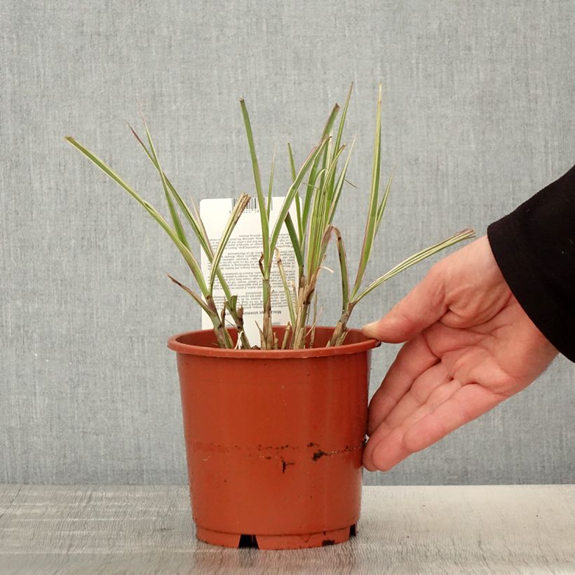 Exemplaar van Miscanthus sinensis Cabaret - Prachtriet Pot van 1 l/1,5 l zoals geleverd in de lente