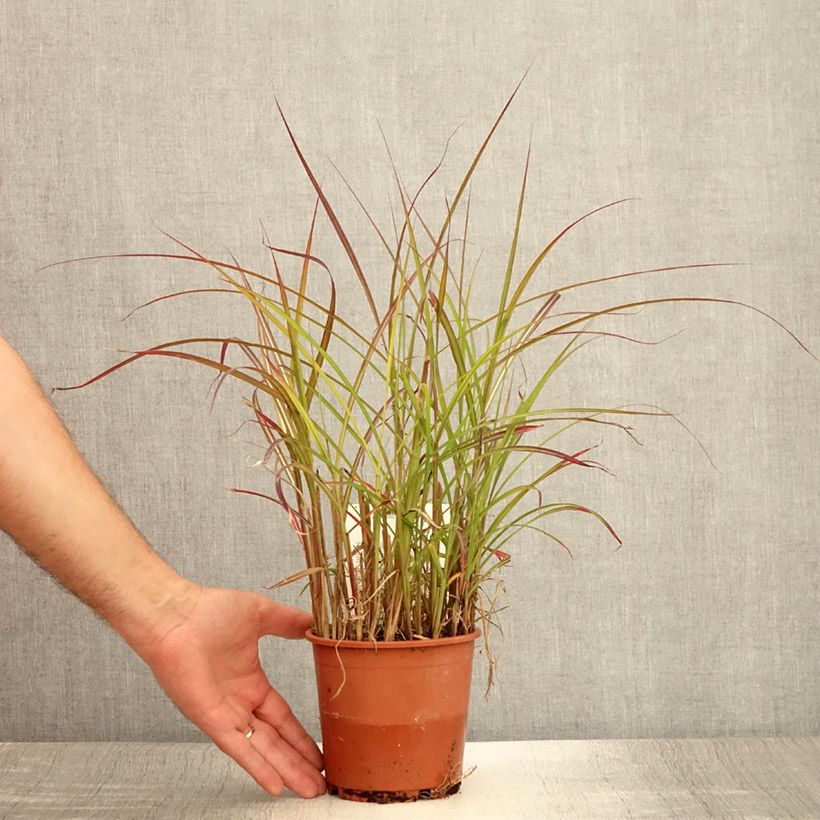 Exemplaar van Miscanthus sinensis China - Prachtriet Pot van 1 l/1,5 l zoals geleverd in de zomer