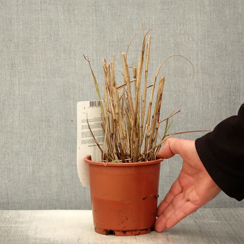 Exemplaar van Miscanthus sinensis China - Prachtriet Pot van 1 l/1,5 l zoals geleverd in de lente