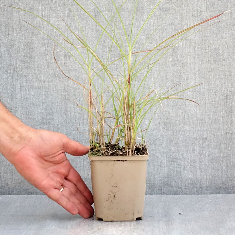 Exemplaar van Miscanthus sinensis China - Prachtriet Kweekpotje van 8/9 cm zoals geleverd in de zomer