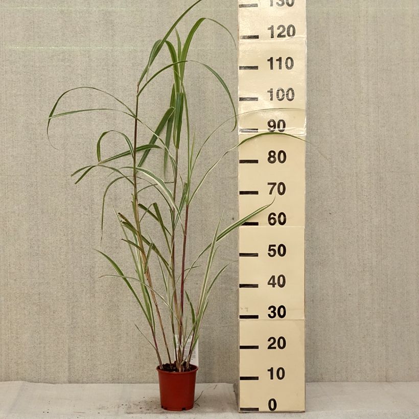 Exemplaar van Miscanthus sinensis Cosmopolitan - Prachtriet Pot van 1 l/1,5 l zoals geleverd in de herfst