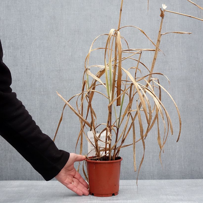 Example of Miscanthus sinensis Cosmopolitan - Prachtriet Pot van 1 l/1,5 l as you get in hiver