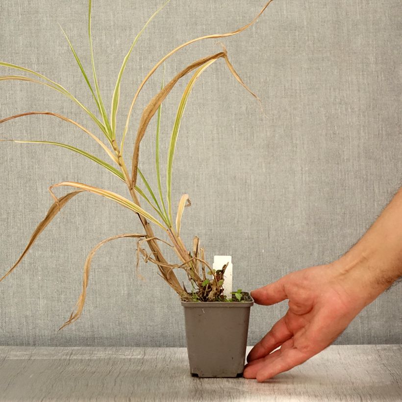 Exemplaar van Miscanthus sinensis Cosmopolitan - Prachtriet Kweekpotje van 8/9 cm zoals geleverd in de herfst