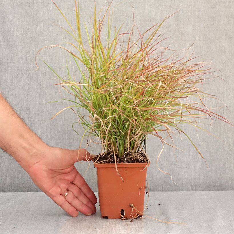Exemplaar van Miscanthus sinensis Cute One - Prachtriet Pot van 1 l/1,5 l zoals geleverd in de zomer