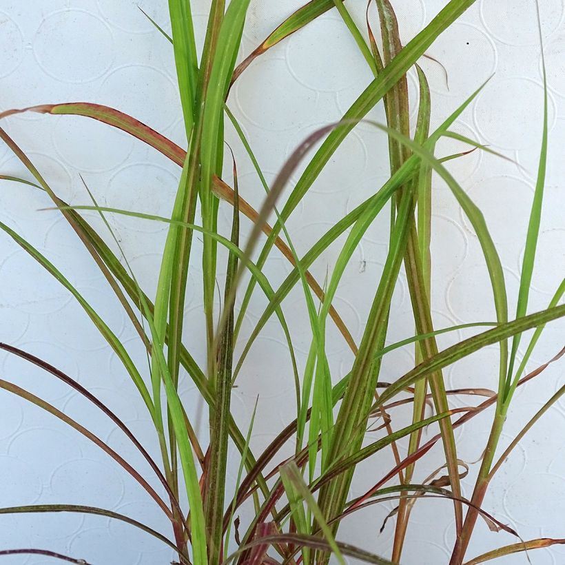 Miscanthus sinensis Dronning Ingrid - Prachtriet (Foliage)