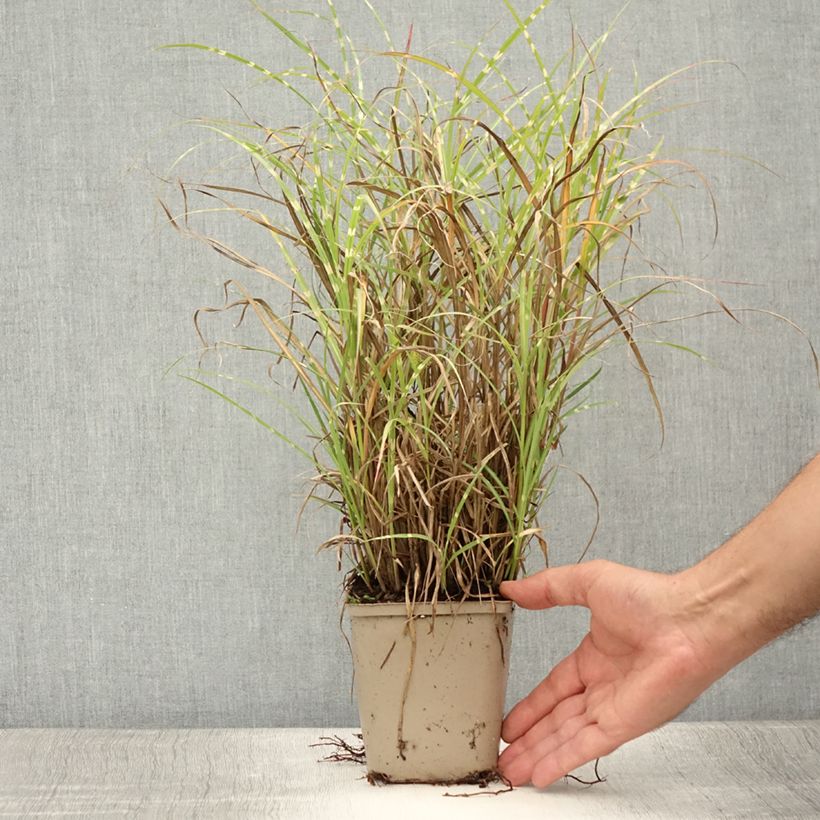 Exemplaar van Miscanthus sinensis Etincelle - Prachtriet Kweekpotje van 8/9 cm zoals geleverd in de zomer
