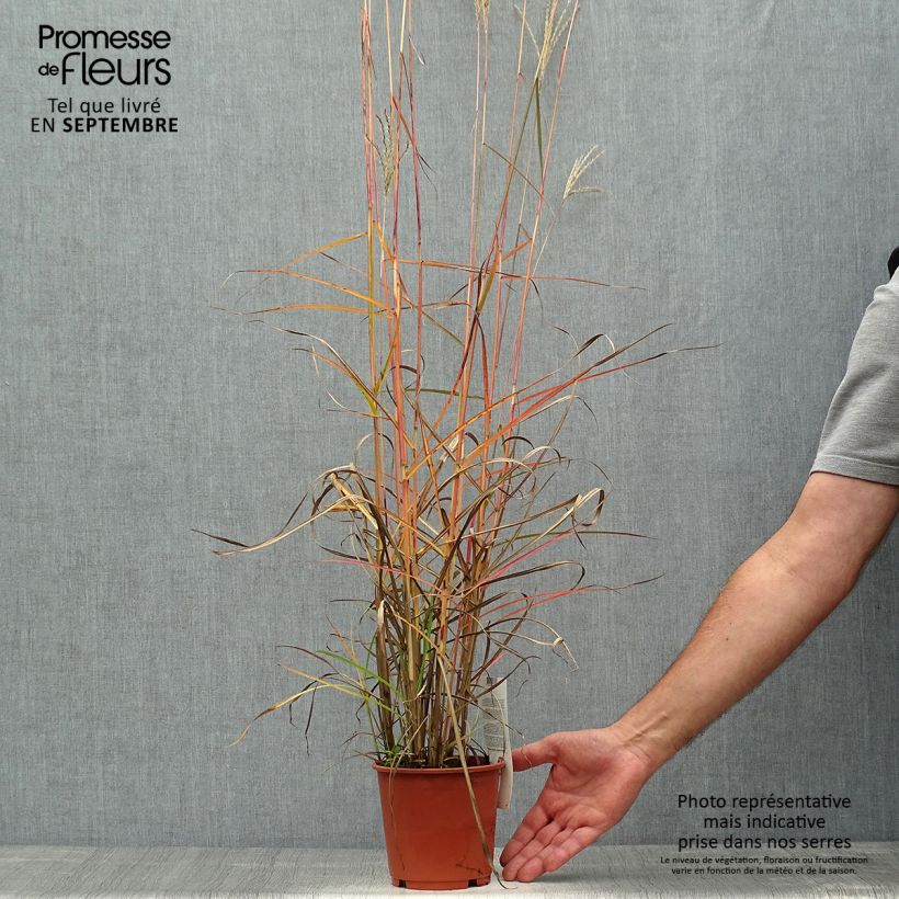 Exemplaar van Miscanthus sinensis Ferner Osten - Prachtriet Pot van 1 l/1,5 l zoals geleverd in de herfst