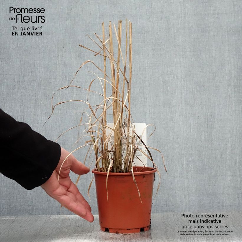 Example of Miscanthus sinensis Ferner Osten - Roseau de Chine Pot van 1 l/1,5 l as you get in hiver