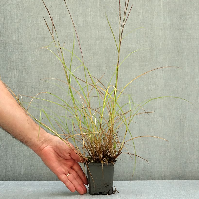 Exemplaar van Miscanthus sinensis Gnom - Prachtriet Kweekpotje van 8/9 cm zoals geleverd in de herfst