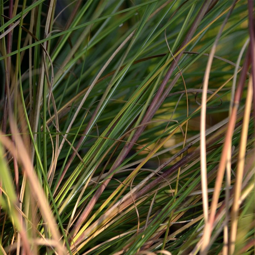 Miscanthus sinensis Gracillimus - Prachtriet (Blad)