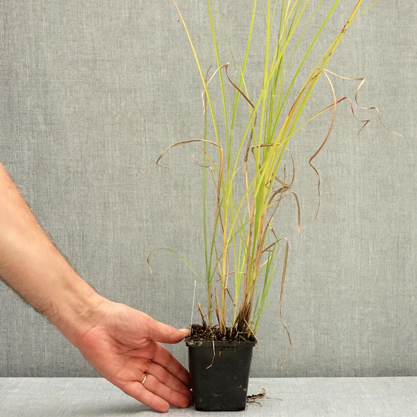 Exemplaar van Miscanthus sinensis Grosse Fontäne - Prachtriet Kweekpotje van 8/9 cm zoals geleverd in de zomer