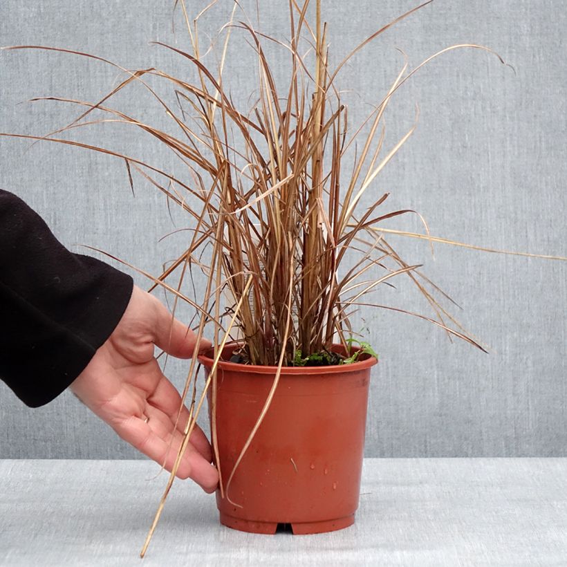 Example of Miscanthus sinensis Kaskade - Roseau de Chine Pot van 1 l/1,5 l as you get in hiver
