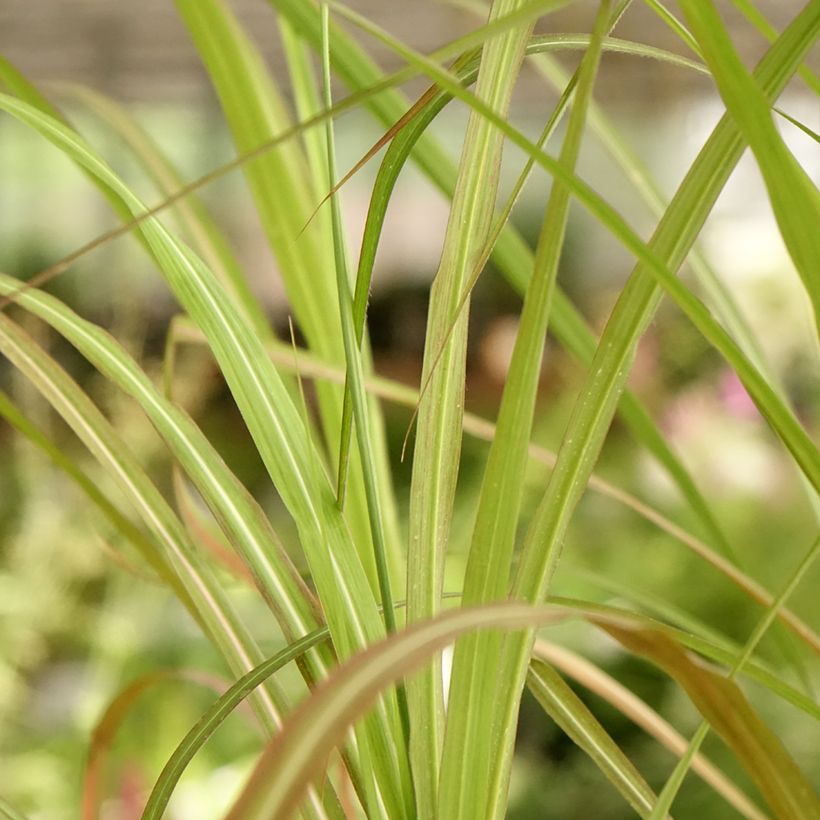 Miscanthus sinensis Kaskade - Prachtriet (Blad)