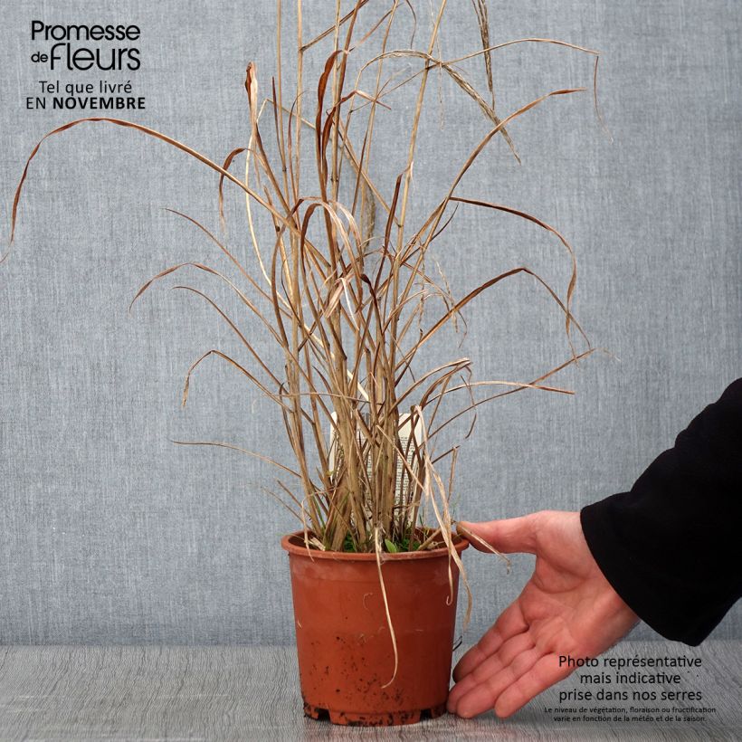 Exemplaar van Miscanthus sinensis Kleine Fontäne - Prachtriet Pot van 1 l/1,5 l zoals geleverd in de herfst