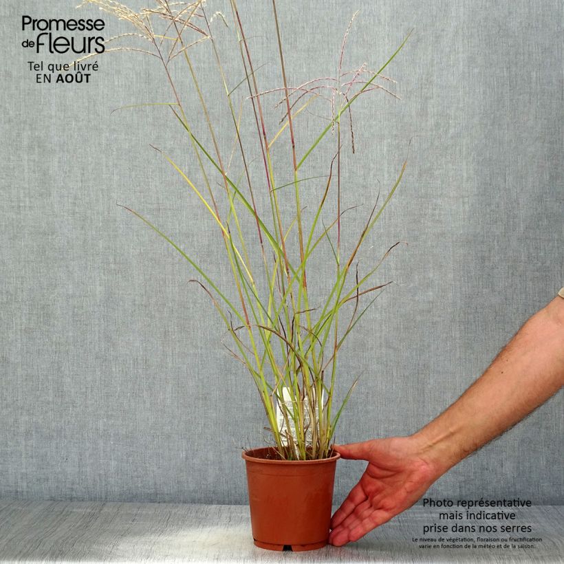 Exemplaar van Miscanthus sinensis Kleine Fontäne - Prachtriet Pot van 1 l/1,5 l zoals geleverd in de zomer