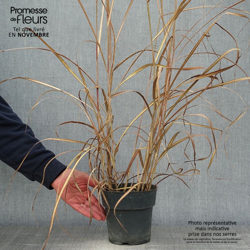 Exemplaar van Miscanthus sinensis Kleine Fontäne - Prachtriet Pot van 3 l/4 l zoals geleverd in de herfst