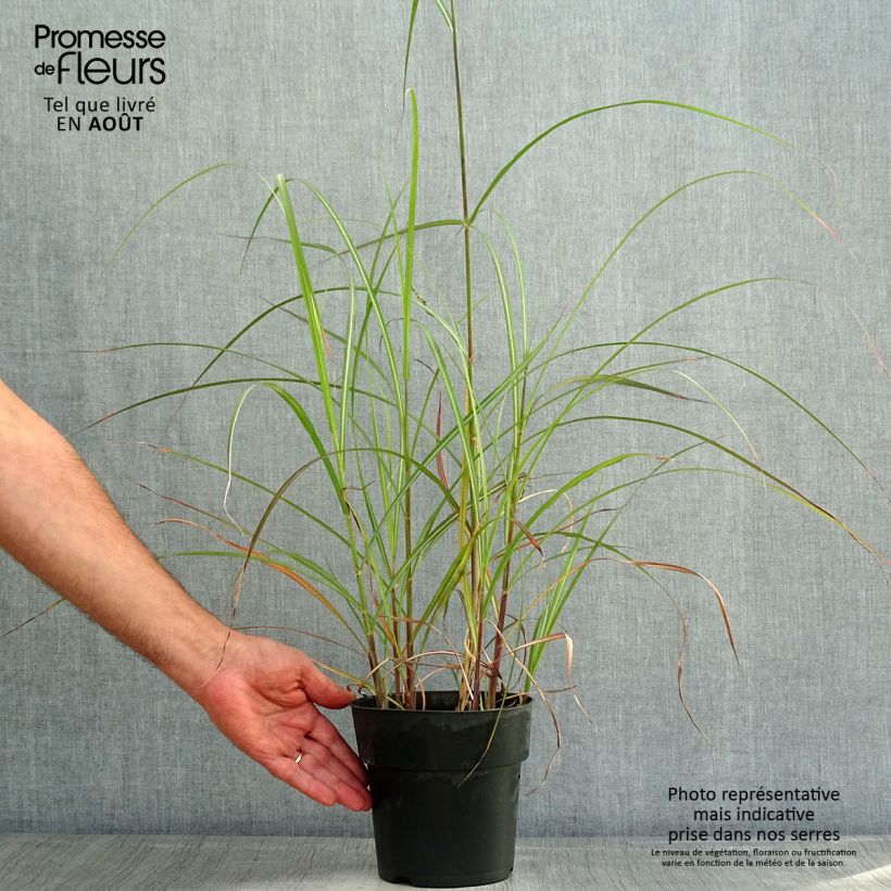 Exemplaar van Miscanthus sinensis Kleine Fontäne - Prachtriet Pot van 3 l/4 l zoals geleverd in de zomer