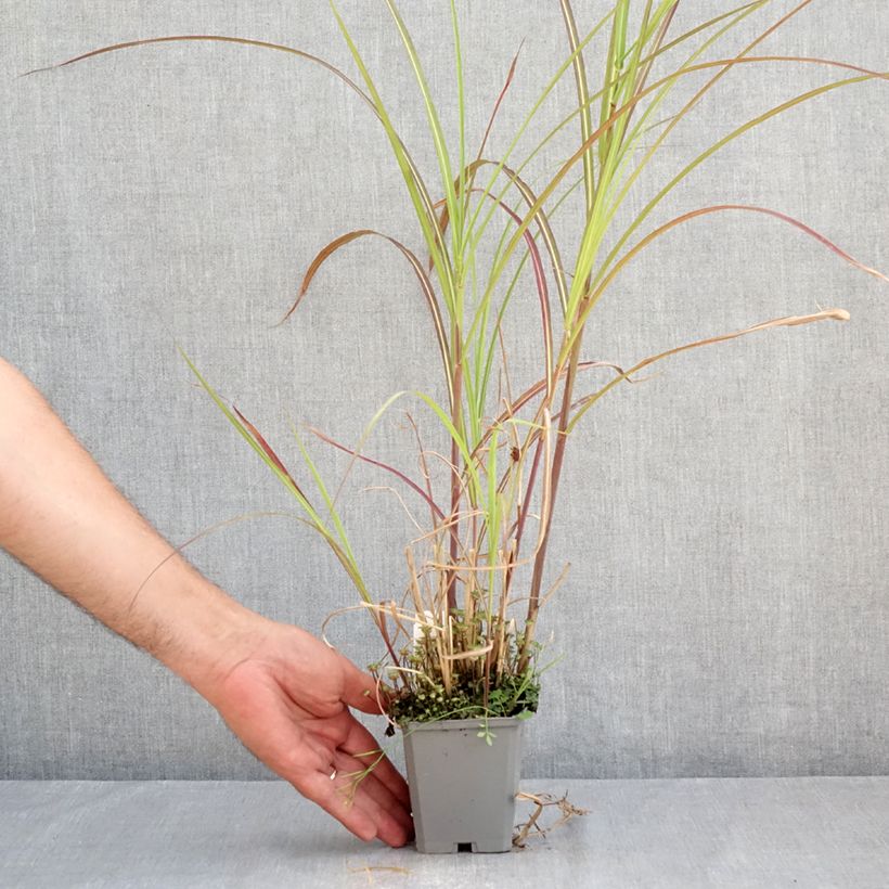 Exemplaar van Miscanthus sinensis Kleine Fontäne - Prachtriet Kweekpotje van 8/9 cm zoals geleverd in de zomer