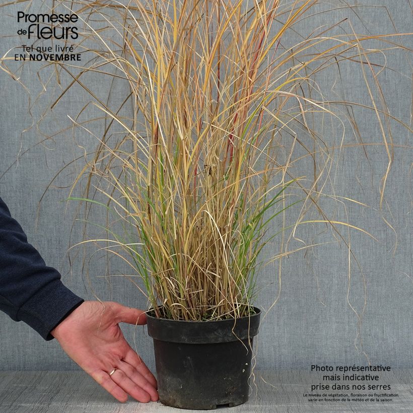 Exemplaar van Miscanthus sinensis Kleine Silberspinne - Prachtriet Pot van 4 l/5 l zoals geleverd in de herfst