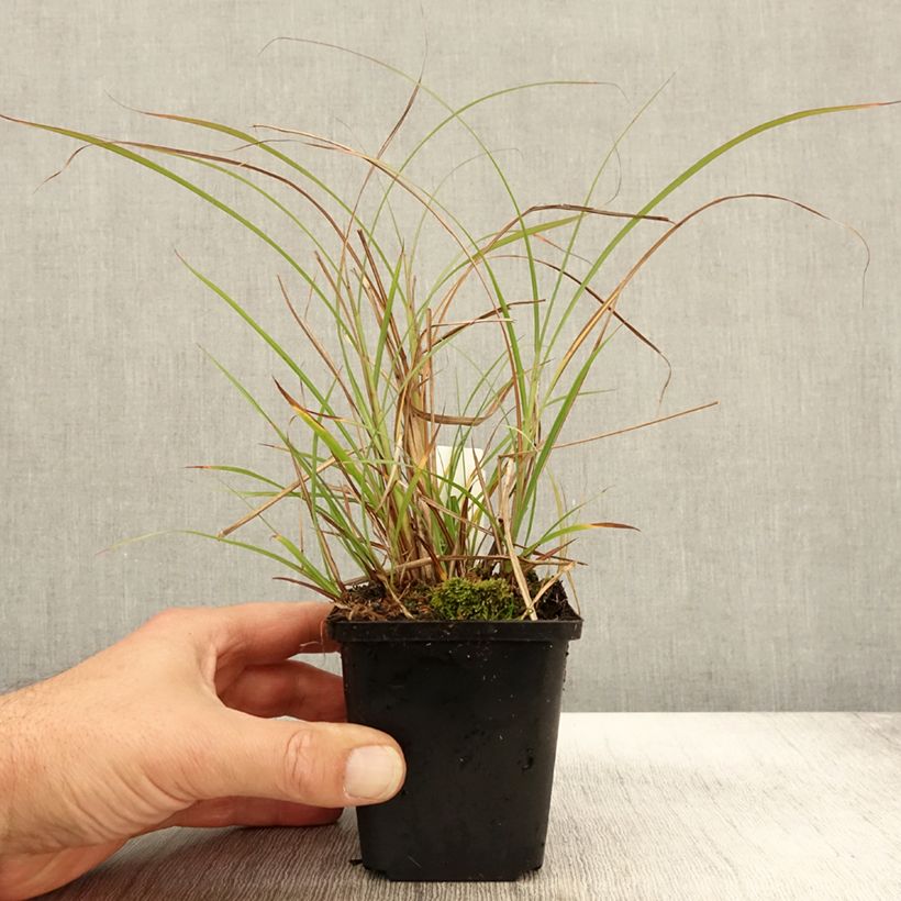 Exemplaar van Miscanthus sinensis Krater - Prachtriet Kweekpotje van 8/9 cm zoals geleverd in de herfst