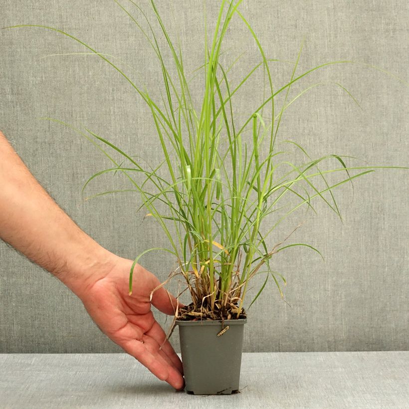 Exemplaar van Miscanthus sinensis Little Miss - Prachtriet Kweekpotje van 8/9 cm zoals geleverd in de lente