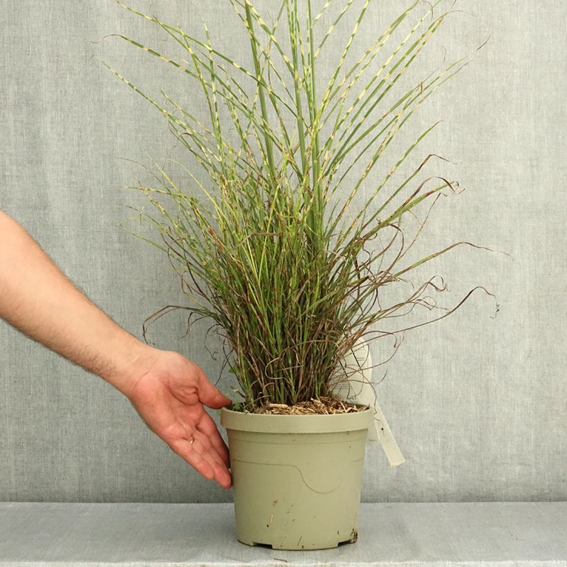 Exemplaar van Miscanthus sinensis Little Tiger - Prachtriet Pot van 3 l/4 l zoals geleverd in de zomer