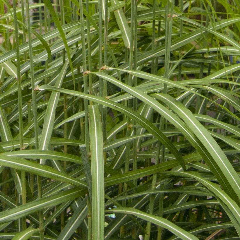 Miscanthus sinensis Malepartus - Prachtriet (Foliage)