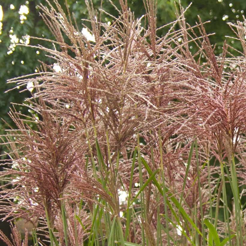 Miscanthus sinensis Malepartus - Prachtriet (Flowering)