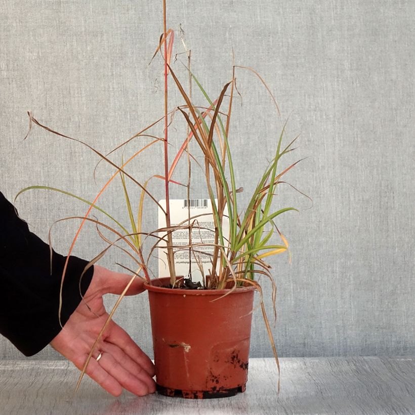 Exemplaar van Miscanthus sinensis Malepartus - Prachtriet Pot van 1 l/1,5 l zoals geleverd in de herfst