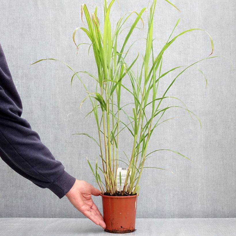 Exemplaar van Miscanthus sinensis Malepartus - Prachtriet Pot van 1 l/1,5 l zoals geleverd in de lente