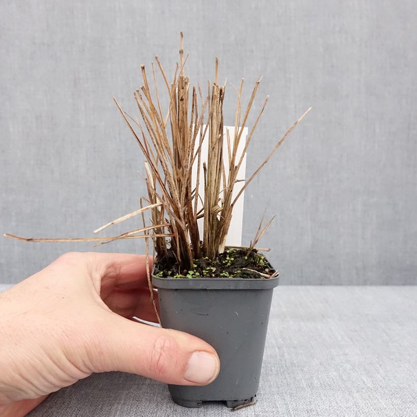 Example of Miscanthus sinensis Morning Bright - Roseau de Chine Kweekpotje van 8/9 cm as you get in hiver