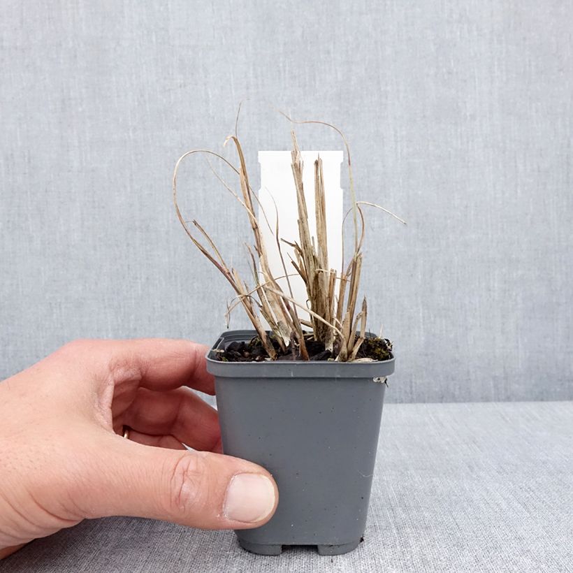 Exemplaar van Miscanthus sinensis Morning Bright - Prachtriet Kweekpotje van 8/9 cm zoals geleverd in de lente