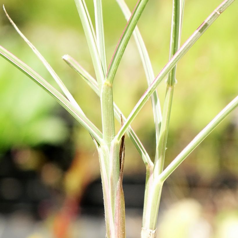 Miscanthus sinensis Morning Bright - Prachtriet (Blad)