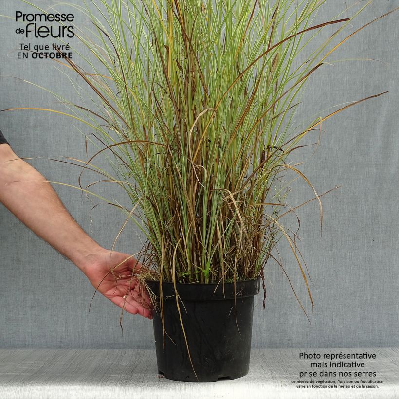 Exemplaar van Miscanthus sinensis Morning Light - Prachtriet Pot van 7,5 l/10 l zoals geleverd in de herfst