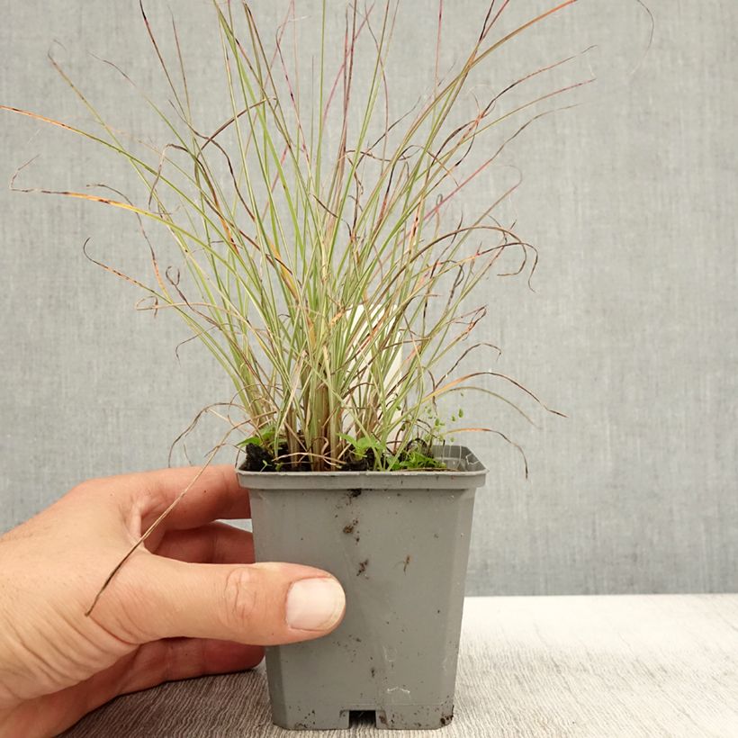 Exemplaar van Miscanthus sinensis Morning Light - Prachtriet Kweekpotje van 8/9 cm zoals geleverd in de herfst