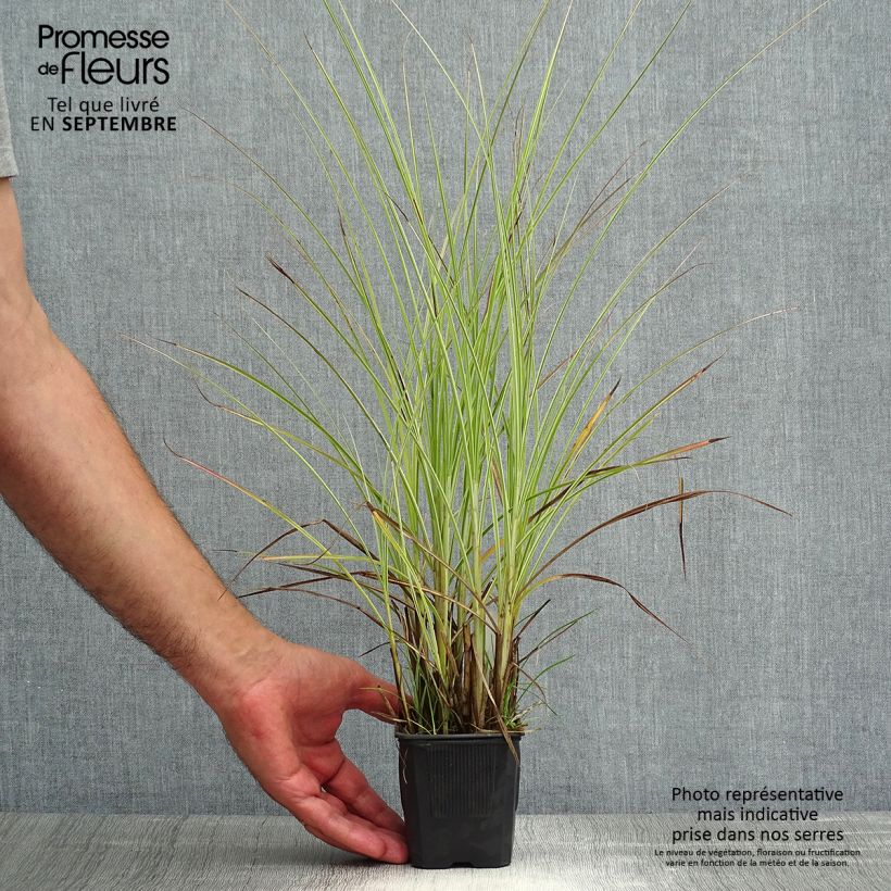 Exemplaar van Miscanthus sinensis Morning Light - Prachtriet Kweekpotje van 8/9 cm zoals geleverd in de zomer