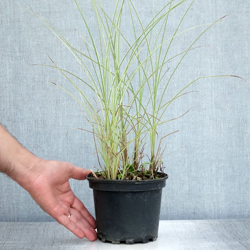 Exemplaar van Miscanthus sinensis Morning Light - Prachtriet Pot van 2 l/3 l zoals geleverd in de zomer