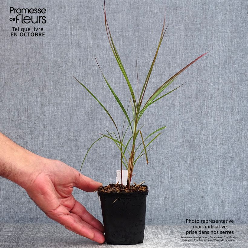 Exemplaar van Miscanthus sinensis Purple Fall - Prachtriet Kweekpotje van 8/9 cm zoals geleverd in de herfst