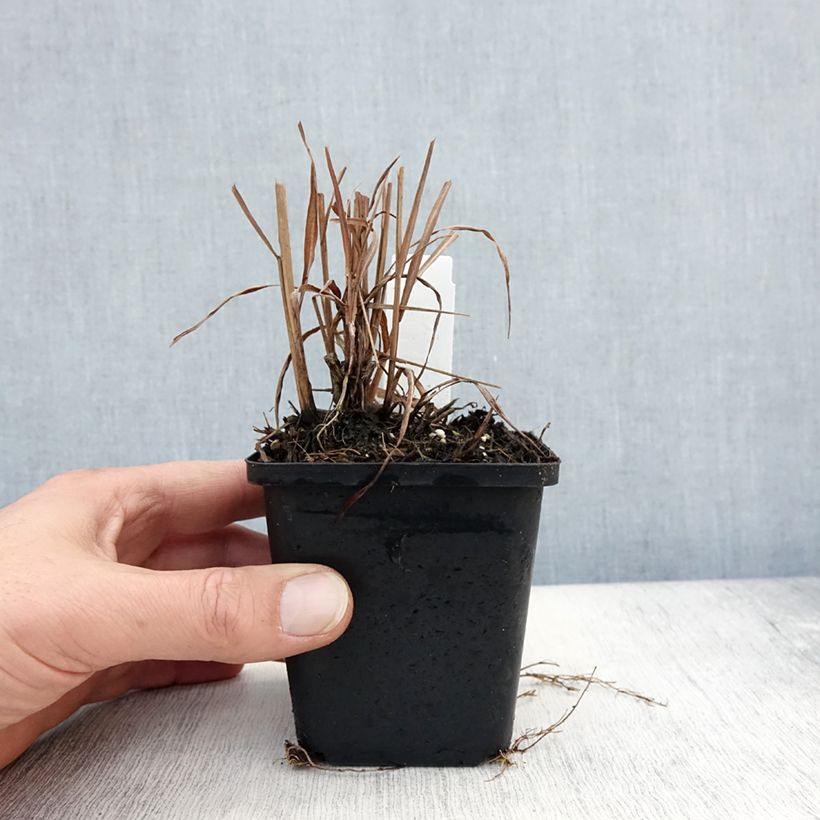 Exemplaar van Miscanthus sinensis Purpurascens - Prachtriet Kweekpotje van 8/9 cm zoals geleverd in de herfst
