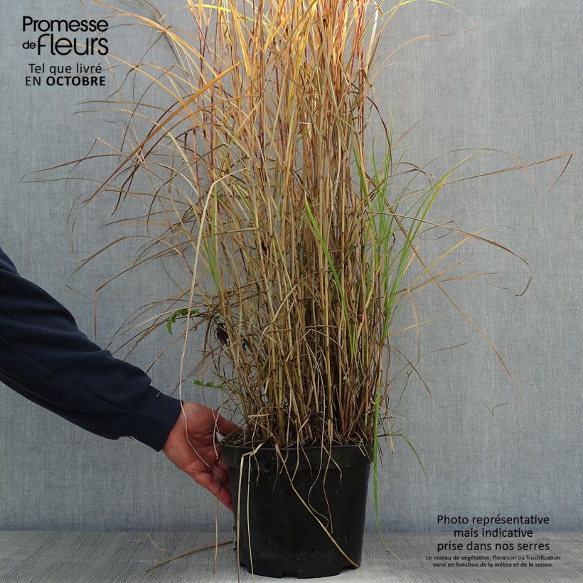Exemplaar van Miscanthus sinensis Red Chief - Prachtriet Pot van 4 l/5 l zoals geleverd in de herfst