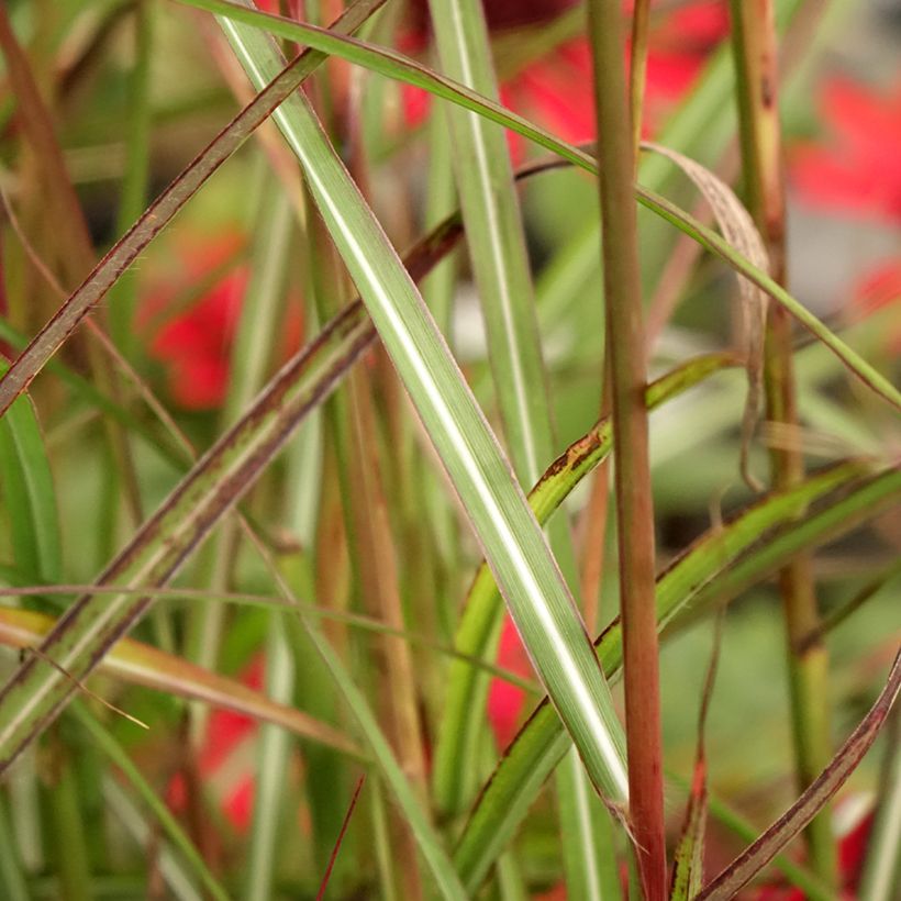 Miscanthus sinensis Samurai - Prachtriet (Blad)