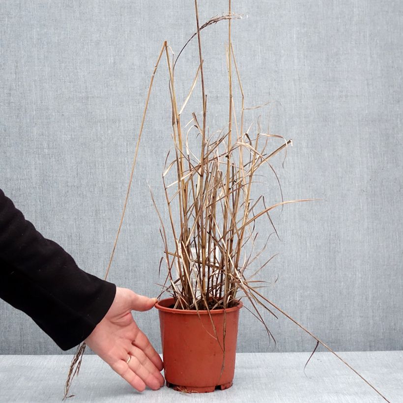 Example of Miscanthus sinensis Samurai - Prachtriet Pot van 1 l/1,5 l as you get in hiver
