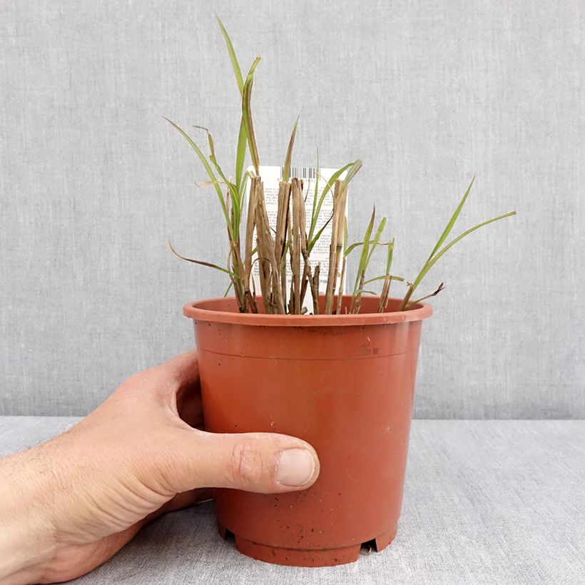 Exemplaar van Miscanthus sinensis Samurai - Prachtriet Pot van 1 l/1,5 l zoals geleverd in de lente