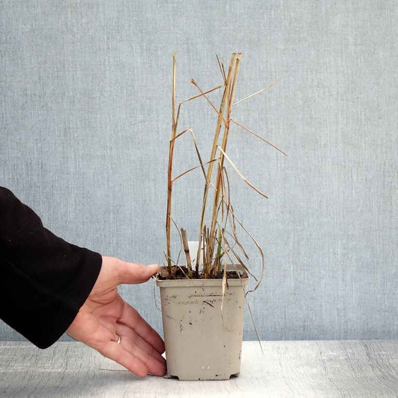 Exemplaar van Miscanthus sinensis Sarabande - Prachtriet Kweekpotje van 8/9 cm zoals geleverd in de herfst