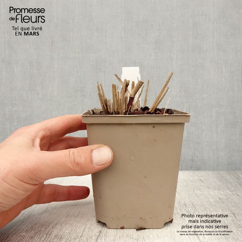 Exemplaar van Miscanthus sinensis Sarabande - Prachtriet Kweekpotje van 8/9 cm zoals geleverd in de lente