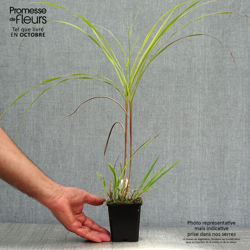 Exemplaar van Miscanthus sinensis Silberfeder - Prachtriet Kweekpotje van 8/9 cm zoals geleverd in de herfst