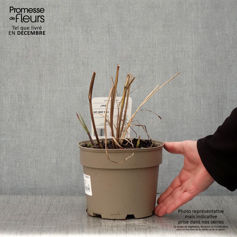 Exemplaar van Miscanthus sinensis Silberfeder - Prachtriet Pot van 2 l/3 l zoals geleverd in de herfst