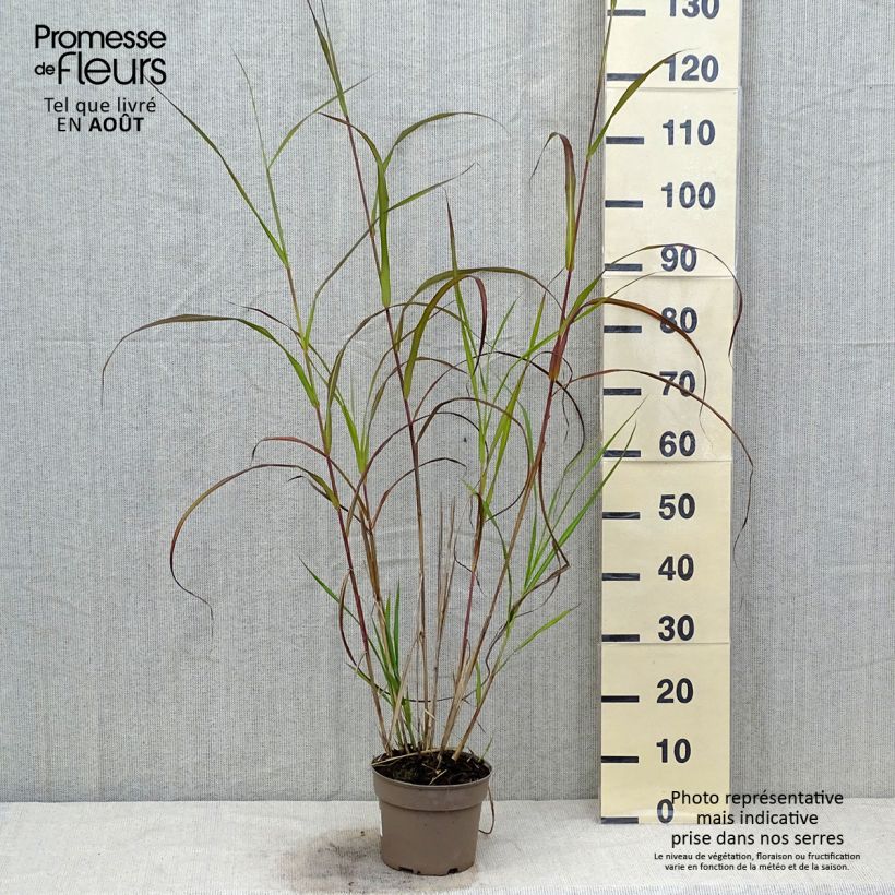 Exemplaar van Miscanthus sinensis Silberfeder - Prachtriet Pot van 2 l/3 l zoals geleverd in de zomer